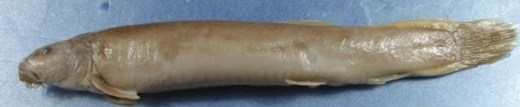 Misgurnus anguillicaudatus_02.jpg